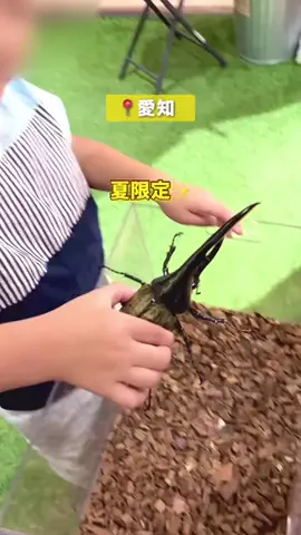 キキ｜愛知子連れおでかけのTikTok投稿