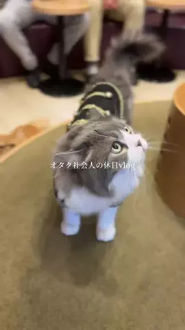 さらちゃん🐈‍⬛のTikTok投稿