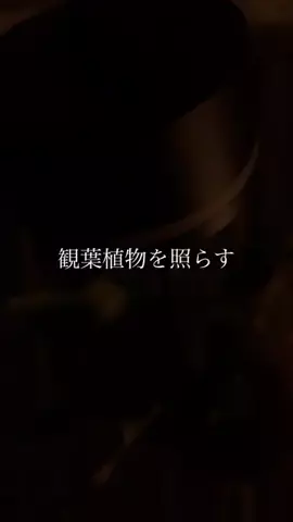 観葉植物といぬとの平屋暮らし｜MeiのTikTok投稿