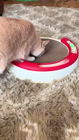 ハルとアキ🐱のTikTok投稿