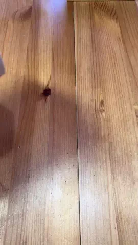 ハルとアキ🐱のTikTok投稿