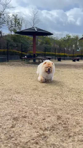 チャウチャウ犬  こまめのTikTok投稿