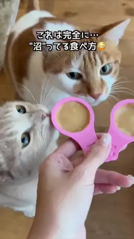 ハルとアキ🐱のTikTok投稿