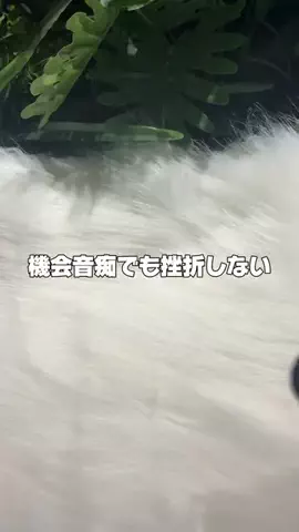 ぽむちゃんのTikTok投稿