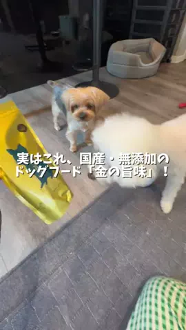 ゆか３匹の愛犬と楽しく暮らすのTikTok投稿