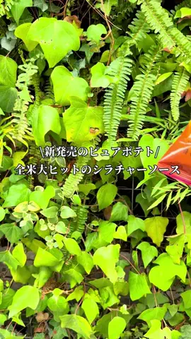 映え旅けんと | 東京発の全国おでかけ情報のTikTok投稿