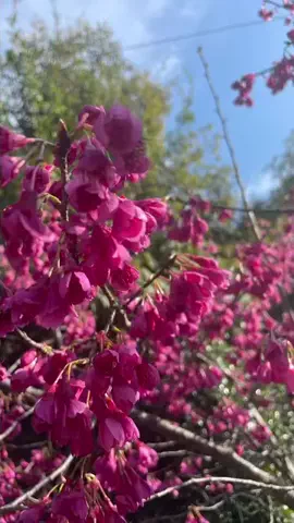 yaii_Western Japan_filmsのTikTok投稿