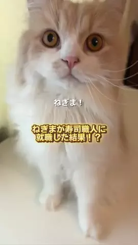 ねぎま【スコティッシュフォールド】のTikTok投稿