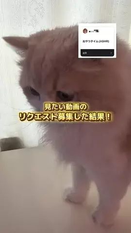 ねぎま【スコティッシュフォールド】のTikTok投稿