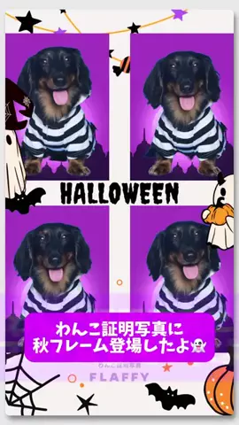 カニンヘンダックス🐾はろ選手のTikTok投稿