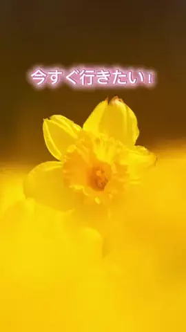 SU_LIFEのTikTok投稿