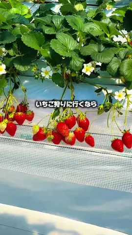 ゆいめい🌷のTikTok投稿