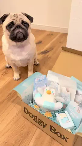 パグのもろみ🐾 / pugのTikTok投稿