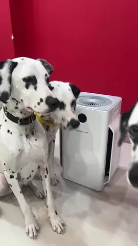 DALMATIAN CAFE 101のTikTok投稿