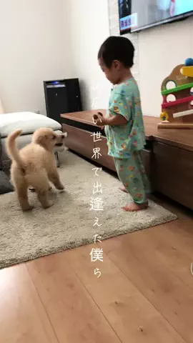 きなこと3兄弟のTikTok投稿