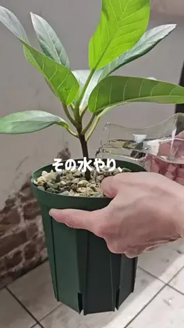 cynos5820/賃貸DIYのTikTok投稿
