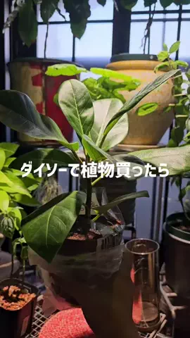 cynos5820/賃貸DIYのTikTok投稿