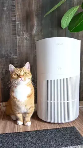 銀太のTikTok投稿