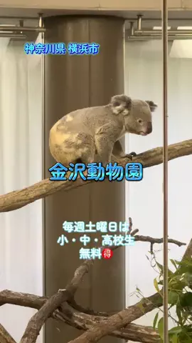 アラフォー夫婦のお出かけ記録のTikTok投稿