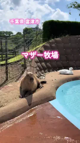 アラフォー夫婦のお出かけ記録のTikTok投稿