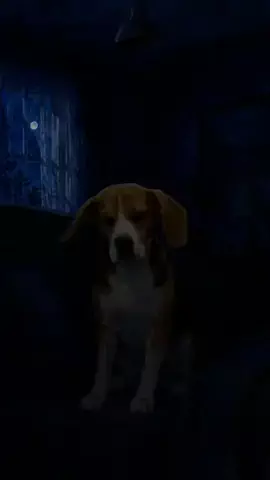 犬猫総合製薬株式会社のTikTok投稿