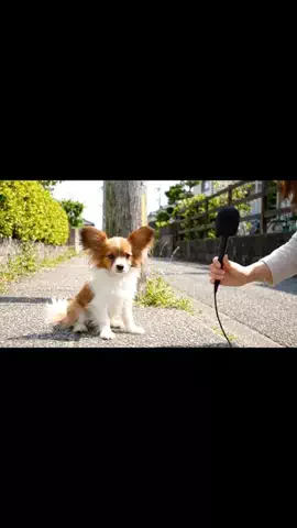 犬猫総合製薬株式会社のTikTok投稿