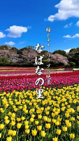 TABISUKI🚗旅情報のTikTok投稿