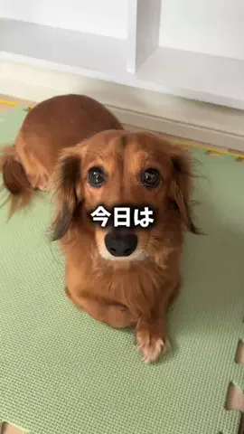 くぅたろう@毛布犬のTikTok投稿