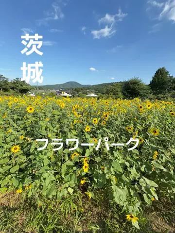 ラベちゃん🪻温泉旅♨️のTikTok投稿