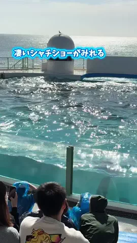 ラベちゃん🪻温泉旅♨️のTikTok投稿