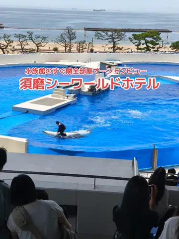 野良猫　イチくんとナナちゃんのTikTok投稿