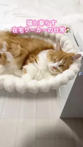 メル🎀￤マンチカン🐈のTikTok投稿