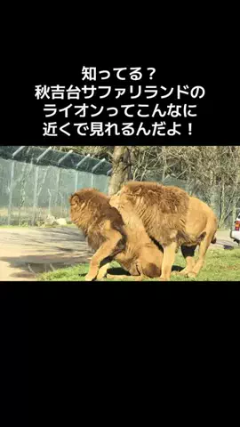マッスル親子のTikTok投稿