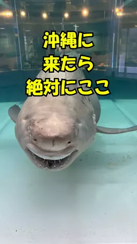 おっきー 🍍沖縄人のTikTok投稿