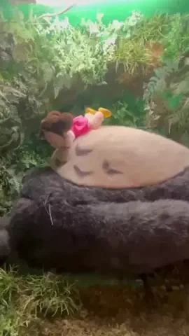 tona_travelのTikTok投稿