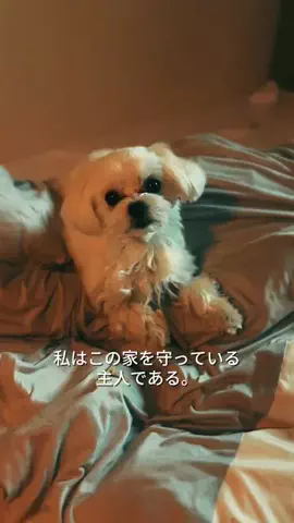 おうちデート研究所のTikTok投稿