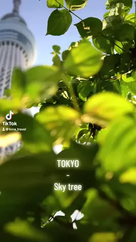 tona_travelのTikTok投稿
