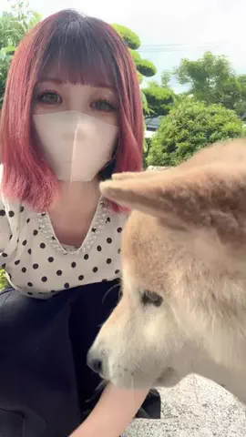 ひよりちゃん🌸のTikTok投稿