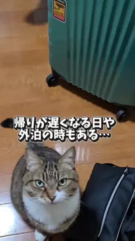 ちゃちゃママのTikTok投稿
