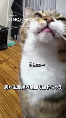 ちゃちゃママのTikTok投稿