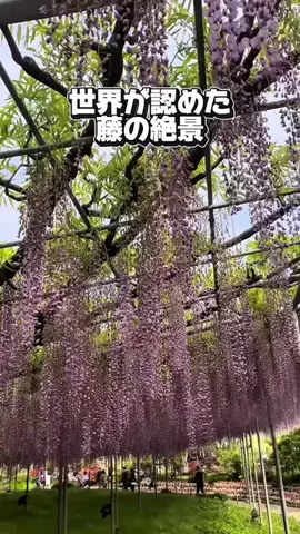 かのん様🐰🎀 ホテルヤドカリ女王様🐚👑のTikTok投稿