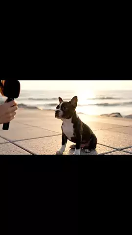 犬猫総合製薬株式会社のTikTok投稿