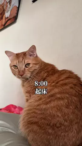 つなまよ🐈のTikTok投稿