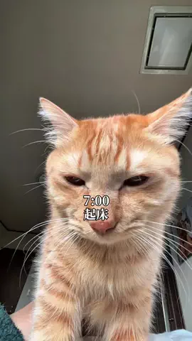 つなまよ🐈のTikTok投稿