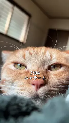 つなまよ🐈のTikTok投稿