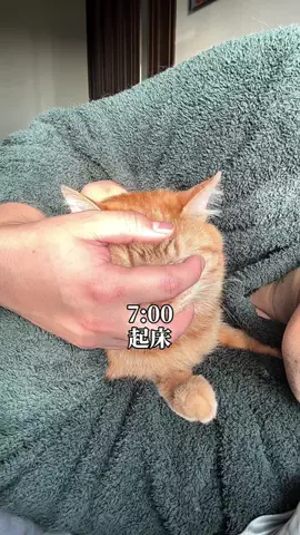 つなまよ🐈のTikTok投稿