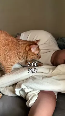 つなまよ🐈のTikTok投稿