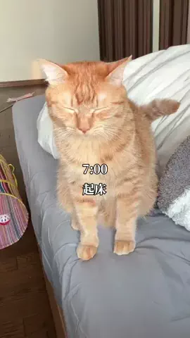 つなまよ🐈のTikTok投稿
