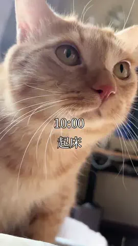 つなまよ🐈のTikTok投稿