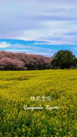 しまきのこのTikTok投稿